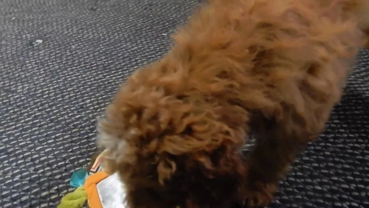Mini Goldendoodle dogs for sale: Charlie - Video 1