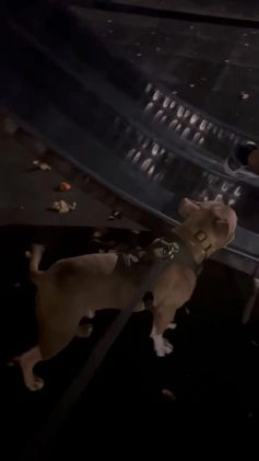 Mixed Breed dogs for stud: His name is Max - Video 1