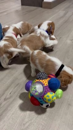 Cavalier King Charles Spaniel dogs for sale: Aspen - Video 2