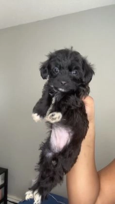 Mixed Breed dogs for sale: Tiny - Video 1