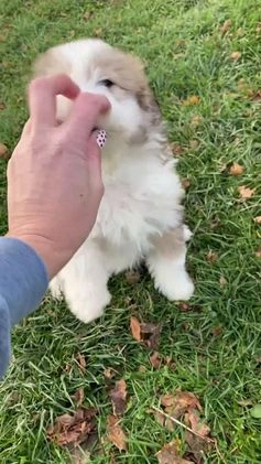 Mini Aussiedoodle dogs for sale: Charlie - Video 3