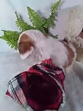 Shih Tzu dogs for sale: Benji - Video 1