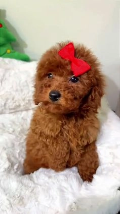 Toy Poodle dogs for sale: Tiny cakes  - Video 3