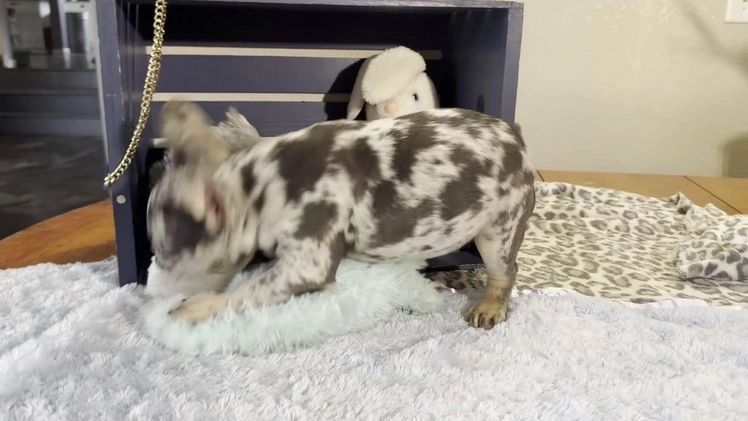 French Bulldog dogs for sale: Chrissy - Video 1