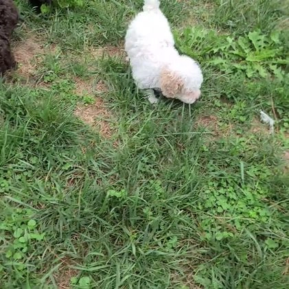 Miniature Poodle dogs for sale: Maddox - Video 1