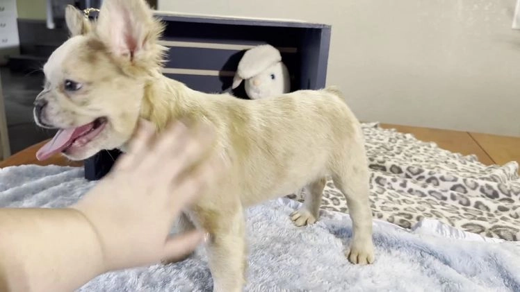 French Bulldog dogs for sale: Curtis - Video 1