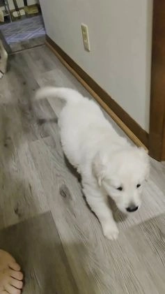 Golden Retriever dogs for sale: Sirri - Video 1