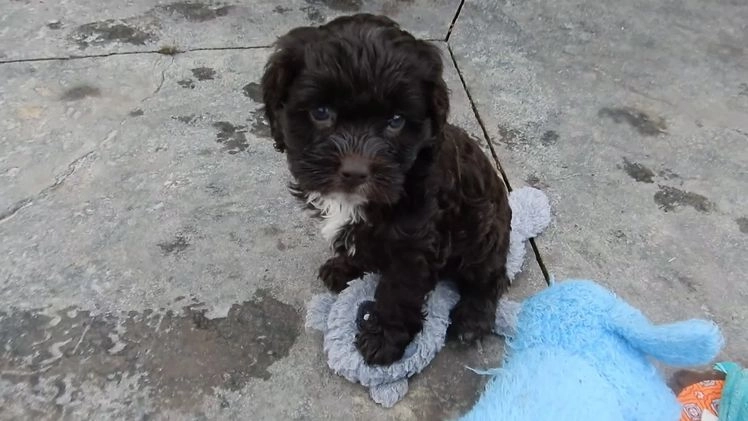 Cockapoo dogs for sale: Addie - Video 1