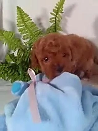 Cavapoo dogs for sale: Jasper - Video 1