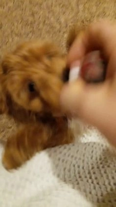 Havapoo dogs for sale: Eva 👨‍👨‍👧‍👦💞🐕 - Video 1