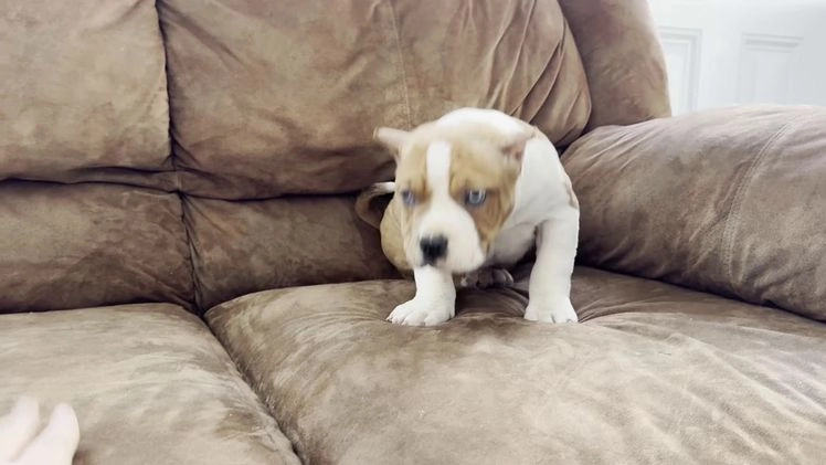 American Bully dogs for sale: Diesel - Video 1