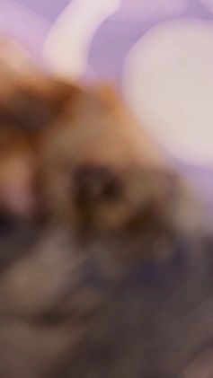 Yorkiepoo dogs for sale: Yorkiepoo Puppy 1 - Video 1