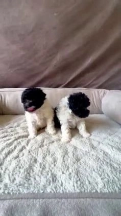 Toy Poodle dogs for sale: Toy Poodle Puppy 1 - Video 4