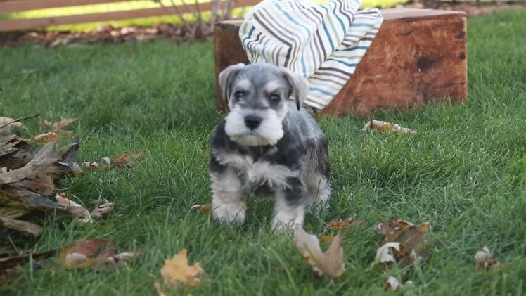 Miniature Schnauzer dogs for sale: Nicholas - Video 1