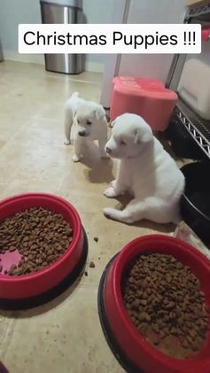 Mixed Breed dogs for sale: Mixed Breed Puppy 2 - Video 1