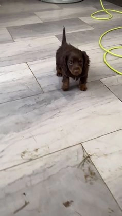 Miniature Dachshund dogs for sale: Bella - Video 3