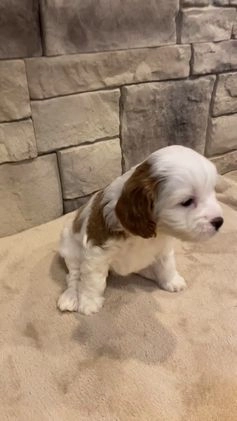Cavapoo dogs for sale: Caramel - Video 1