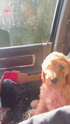 Standard Poodle dogs for sale: Cole - Video 1