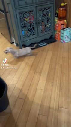 Miniature Dachshund dogs for sale: AKC Lotus - Video 1