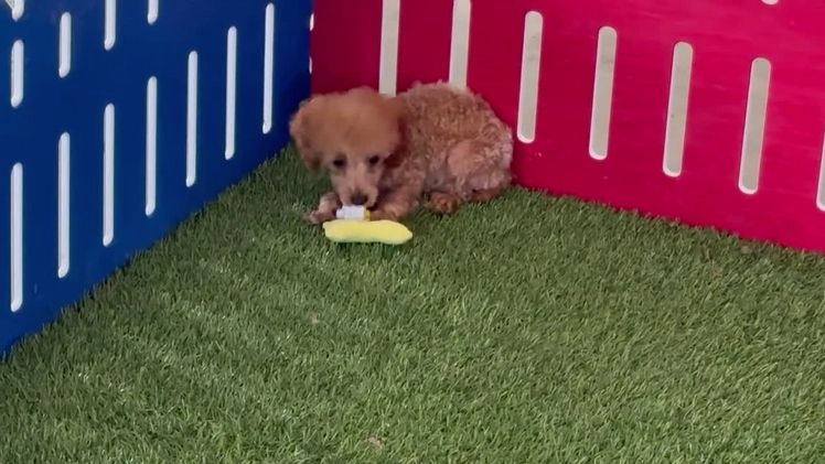 Toy Poodle dogs for sale: Quaker - Video 1