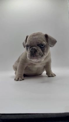 French Bulldog dogs for sale: French Bulldog Puppy 1 - Video 3