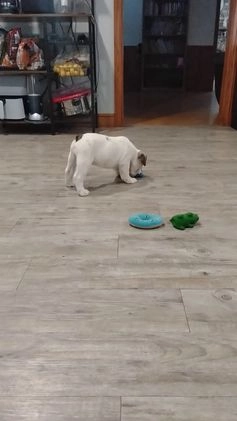 English Bulldog dogs for sale: Olaf - Video 1