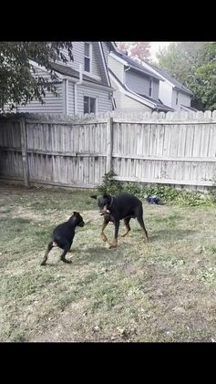 Doberman Pinscher dogs for sale: Doberman Pinscher Puppy pure European male beautiful  - Video 1