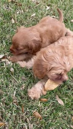 Cavapoo dogs for sale: Cavapoo Puppy 1 - Video 1