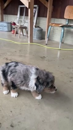 Aussiedoodle dogs for sale: Smores - Video 6