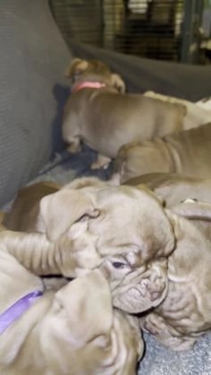 American Bully dogs for sale: Pepper - Video 1