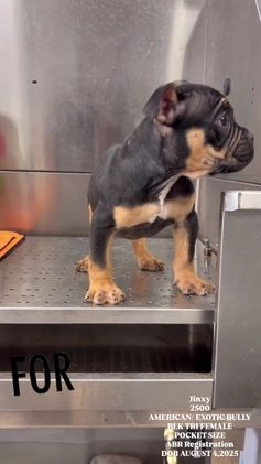 American Bully dogs for sale: Jinxy - Video 3