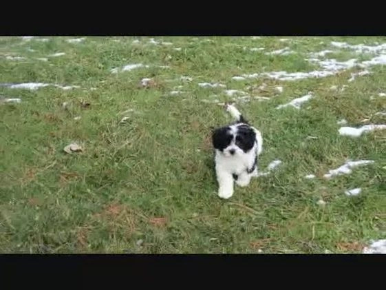 Teddy Bear dogs for sale: Luella - Video 1