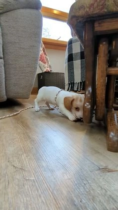 Dachshund dogs for sale: Tinsley  - Video 1