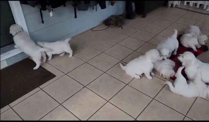 Golden Retriever dogs for sale: Parker - Video 1