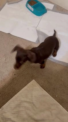 Miniature Dachshund dogs for sale: Coco  - Video 1