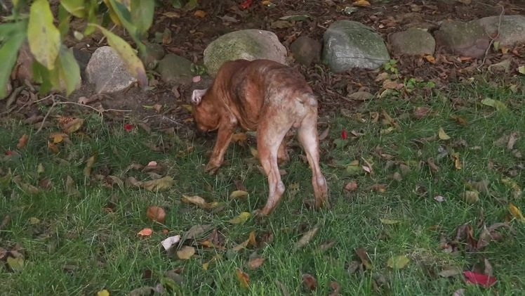 Boxer dogs for sale: Sam - Video 8