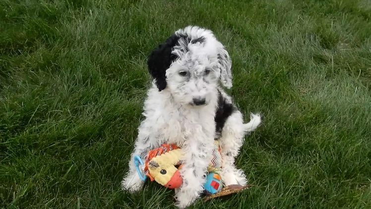 Sheepadoodle dogs for sale: Panda (medium) - Video 1