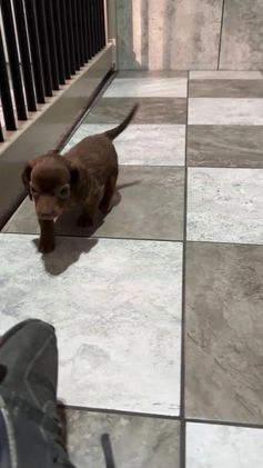 Miniature Dachshund dogs for sale: Preston - Video 1