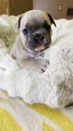 French Bulldog dogs for sale: Sabrina - Video 1