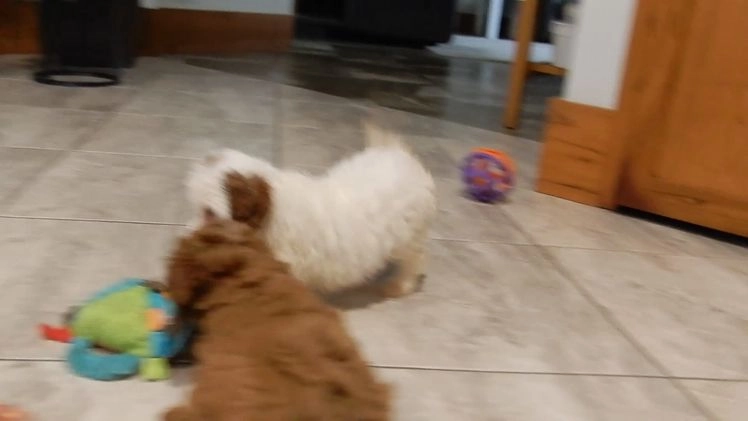 Cavapoo dogs for sale: Snowball - Video 1