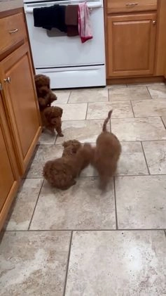 Toy Poodle dogs for sale: Toy Poodle Puppy 1 - Video 1
