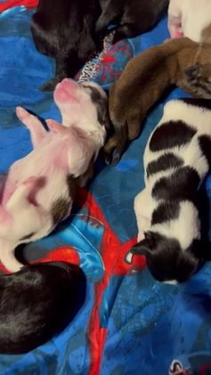 Shihpoo dogs for sale: Life - Video 1