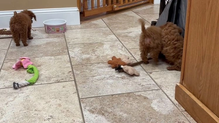 Toy Poodle dogs for sale: Toy Poodle Puppy 2 - Video 1
