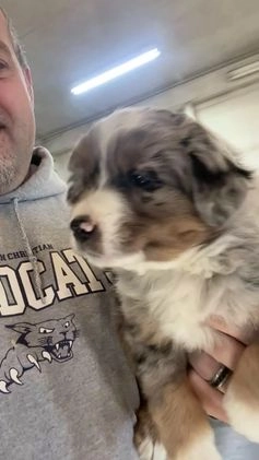 Australian Shepherd dogs for sale: Valor - Video 1