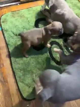 French Bulldog dogs for sale: Arthur - Video 2