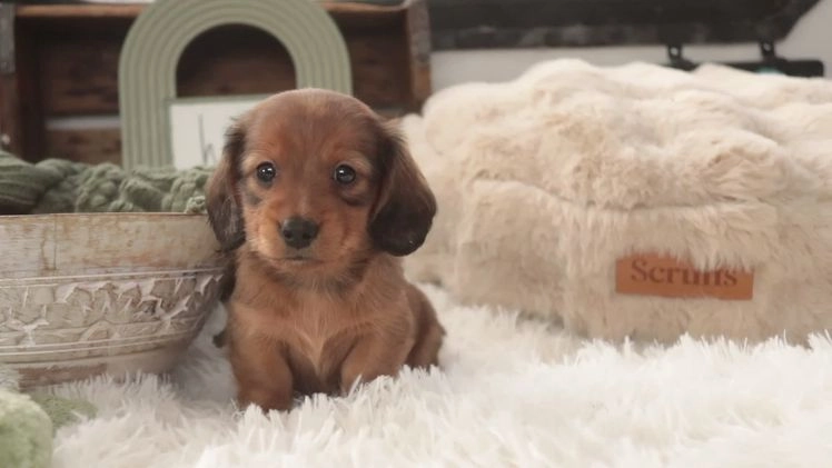 Miniature Dachshund dogs for sale: Tinsel - Video 1