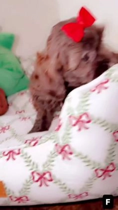 Shihpoo dogs for sale: Remi - Video 1