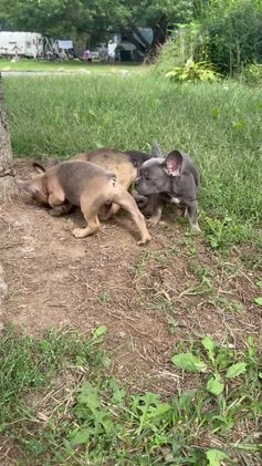 French Bulldog dogs for sale: French Bulldog Puppy 1 - Video 1