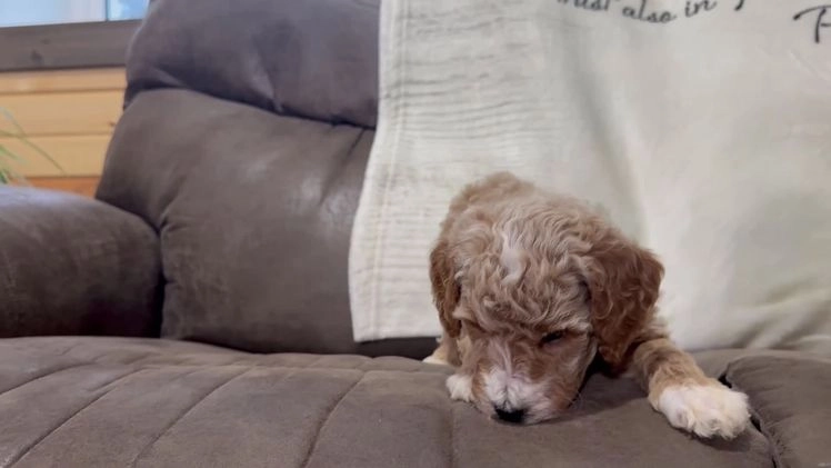 Miniature Poodle dogs for sale: Tucker - Video 1