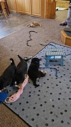 Bernese Mountain Dog dogs for sale: Red - Video 3